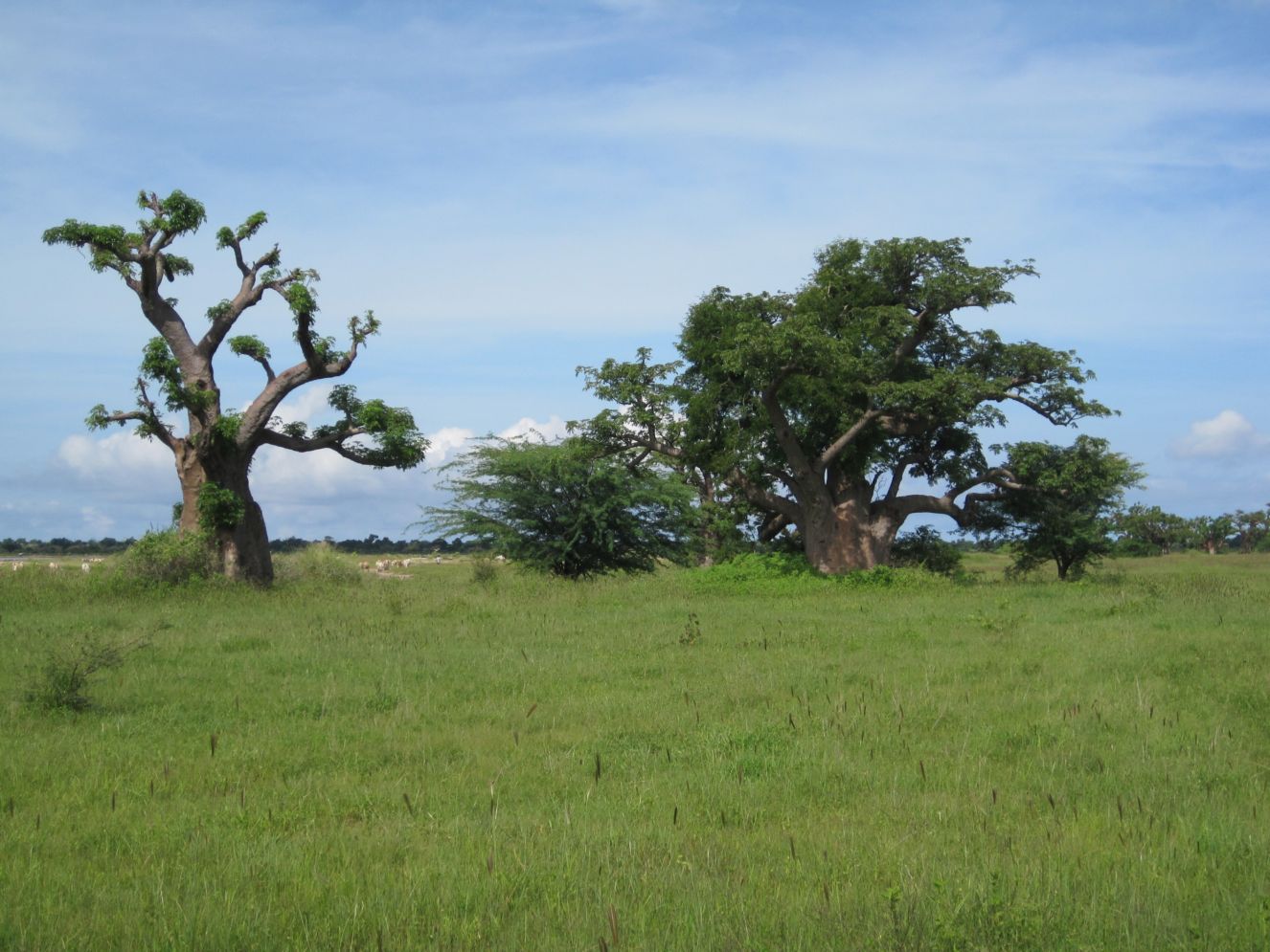 201110612756_Baobab.nella.savana2.jpg